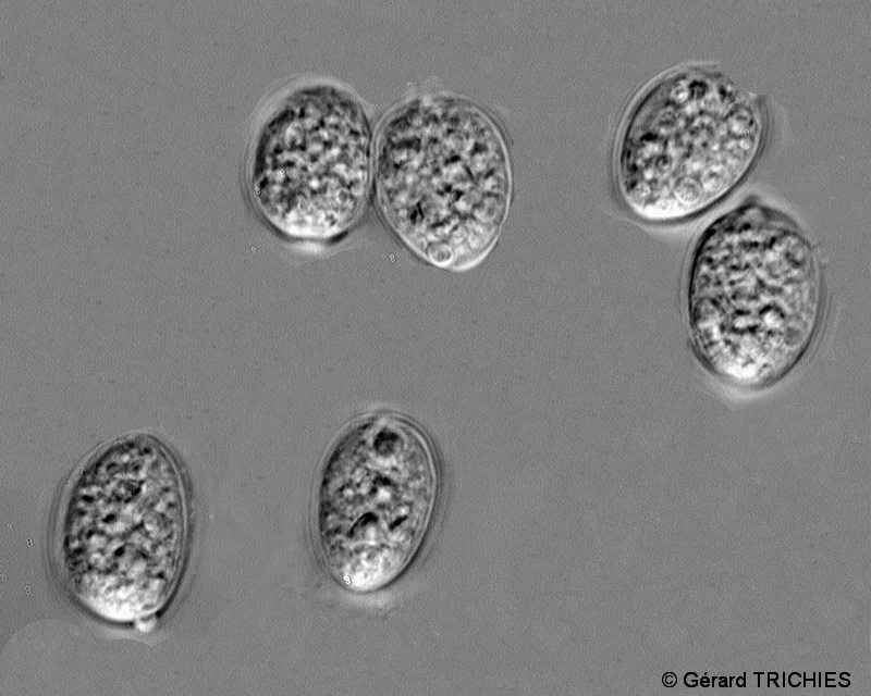 Petites plaques feutres (Xylobolus frustulatus)